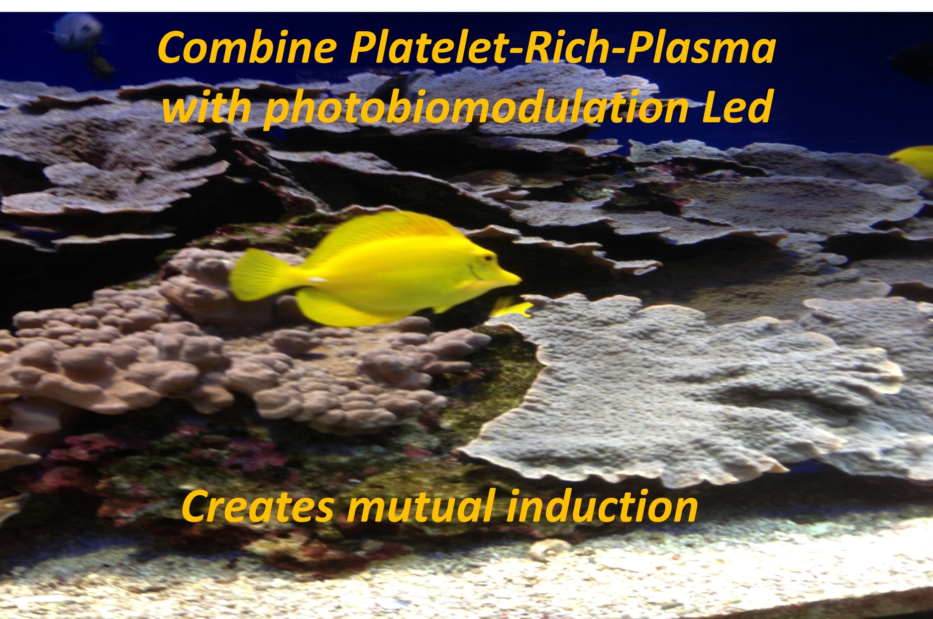 Combine Platelet-Rich-Plasma with photobiomodulation Led creates mutual induction  -   LINDA FOUQUE MD
