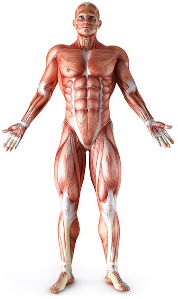 Traitement des lésions du système Musculo-Squelettique - DR ADAM  (3ème partie -  third part)